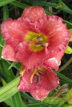 rosa Taglilie Rose Corsage gerschte Hemerocallis fterblhend hoch im 18cm Topf